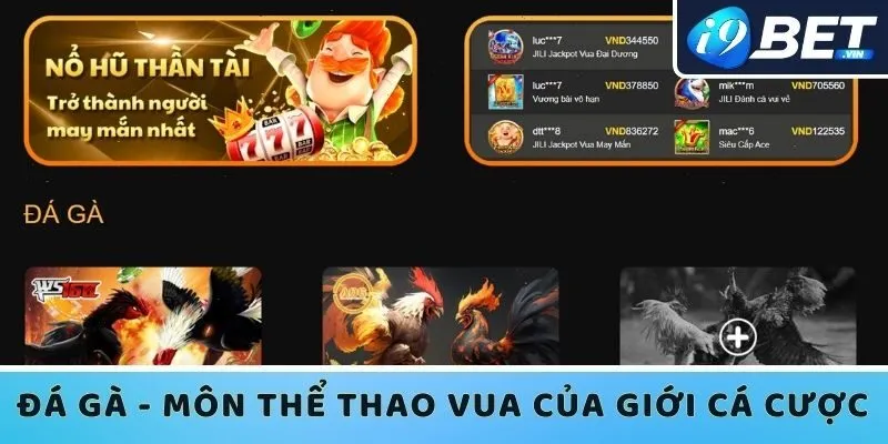 Đá gà - Môn thể thao vua của giới cá cược 